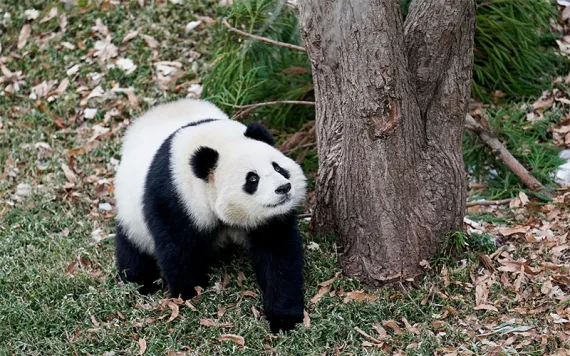 Qing Bao paces in her enclosure at the National Zoo on Friday, January 24, 2025 in Washington, DC |Photo by Oliver Contreras/Sipa via AP 