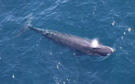 a rice's whale breaches the water's surface