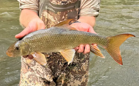 Chattahoochee Forest NFH Deputy Project Leader Joseph Helseth holds a Sicklefin Redhorse sucker. | Photo courtesy of USFWS