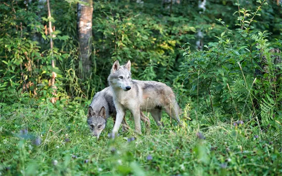 Gray wolves in a lush Minnesota forest. 