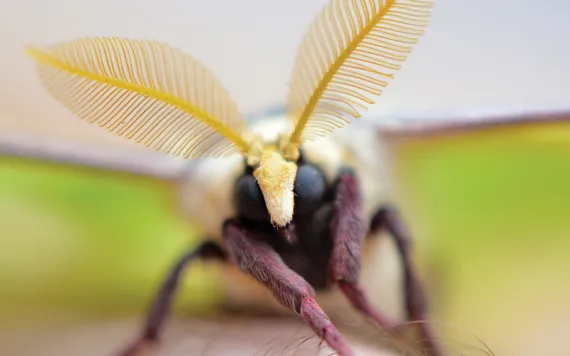 Close-up of a luna moth on a hand. Its face and antennae face the camera.