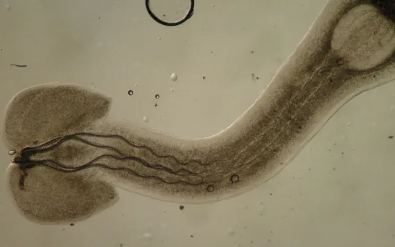 Close-up photo of a trypanorhynch tapeworm with its four tentacles