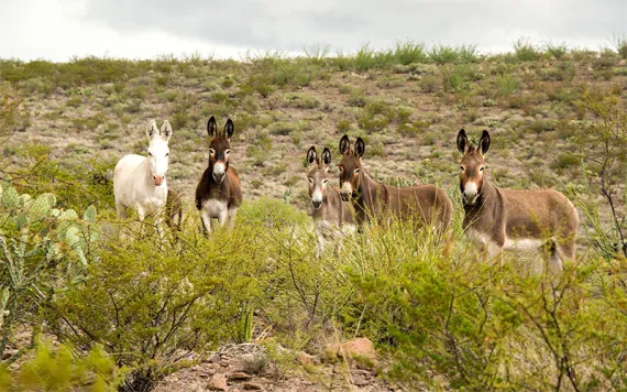 A lineup of five burros look into the camera with an arid ridge in the background and shrubs in the foreground. 
