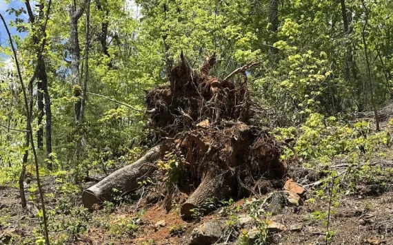 Two Helene-toppled tree remnants on the campus of the NC Arboretum showing typical complete root ball upheaval