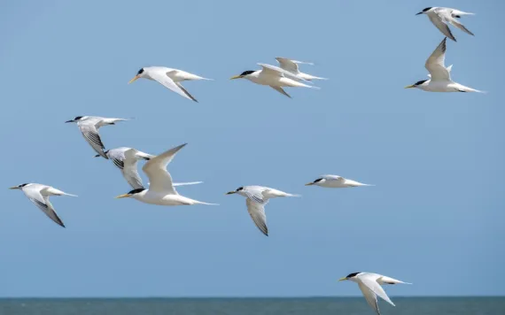 Flying seabirds. The roseate tern (Sterna dougallii) is a tern in the family Laridae. Photo by Afonso Farias 