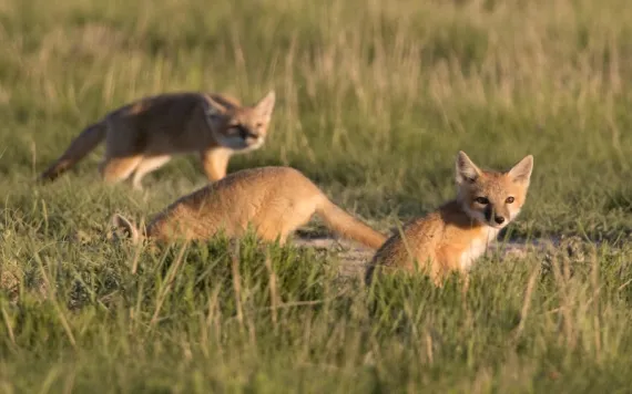 At sunset with warm light shining, three of five wild swift fox pups play and run by their den in the tall, green grass in the Pawnee National Grasslands on the north-eastern plains of Colorado. One pup tracks a flying beetle while another sticks his head into the den and another keeps a look out. 