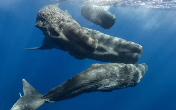 A pod of sperm whale congregates near the surface of the sea.
