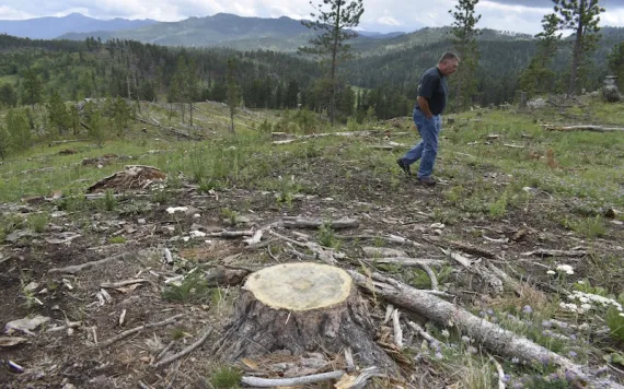 Blaine Cook, a retired U.S. Forest Service forest management scientist, is seen walking through a logging site in the Black Hills National Forest, on July 14, 2021, near Custer City, S.D. Cook said his monitoring work last decade showed too many trees were being cut from the forest. (AP Photo/Matthew Brown) 
