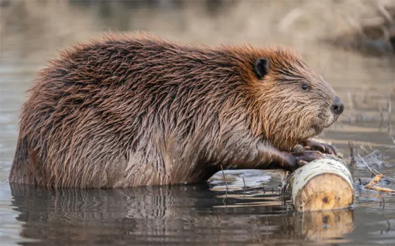 A beaver in profile pushing a branch out of the water