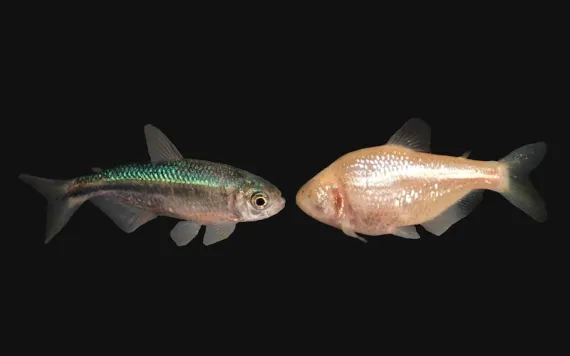 Photo by Daniel Castranova/NICHD/NIH
