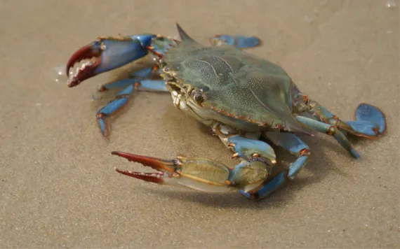 A blue crab scuttles in shallow water on the shore.
