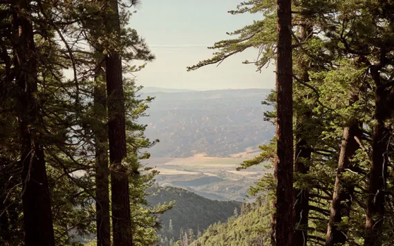 View in between trees looking down from Pine Mountain near Ojai, California