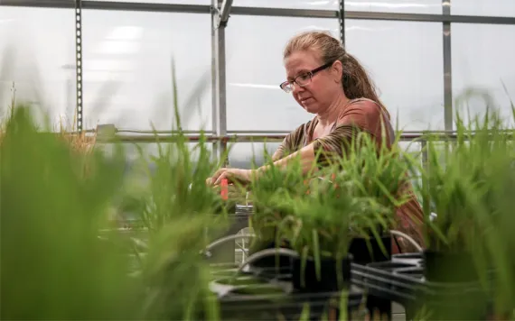  Terra Lubin works on a potting bench inside a greenhouse, with pots of grass in the foreground.