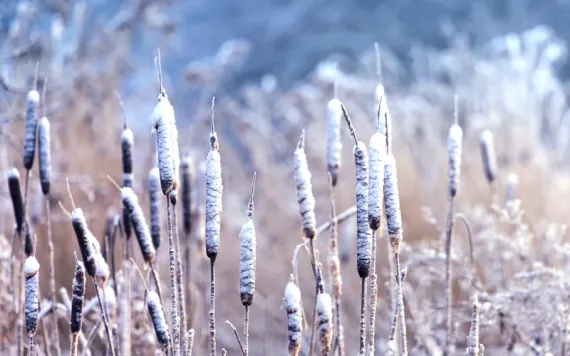Close-up of snow-covered bulrush/cattails