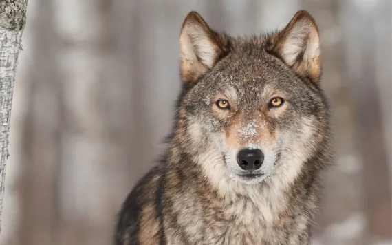 A gray wolf looks into the camera with soulful eyes and a blurred backdrop of paperbirch and snow