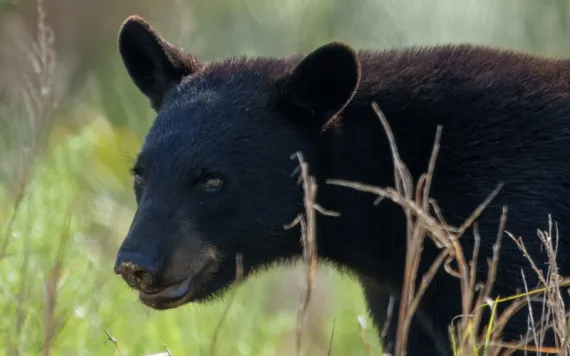A Florida black bear cub wades through tall grass.