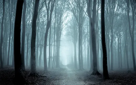 A pathway cuts through a fog enshrouded beech forests 