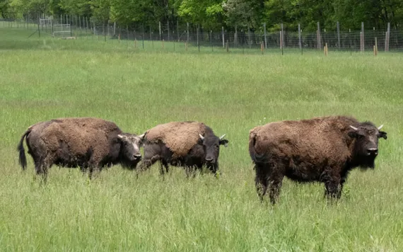 Three bison stand in a grassy paddock in rural Pennsylvania with a lush, summer forest in the background. 