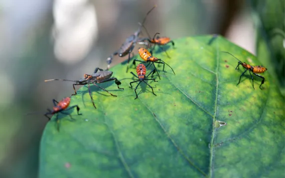 Citrus bugs, stink bugs in two nymph stages, probably Leptoglossus zonatus