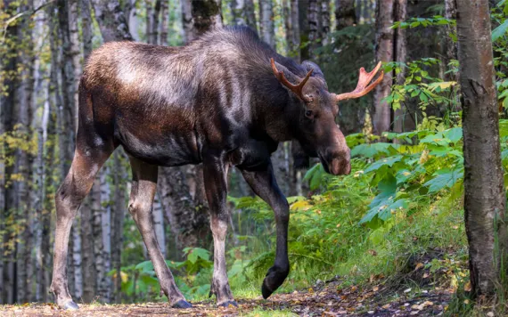 A bull moose crosses a wooded path on the Kenai Peninsula