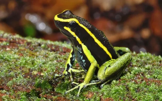 Photo by Hirampereira/iNaturalist