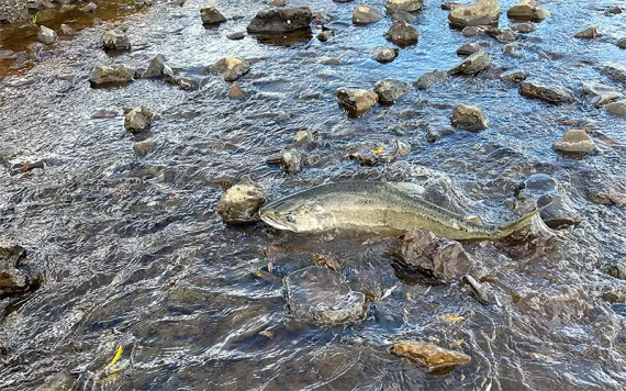 Photo by Jacob Peterson, ODFW