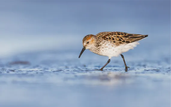 A sandpiper strolls through the shallows, looking for food, aka slime.