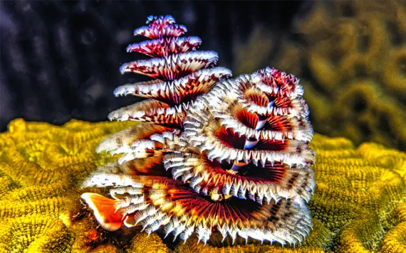 Photo by John Anderson Photo/iStock