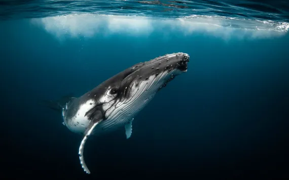 Humpback whale playfully swimming in clear blue ocean while blowing bubblesHumpback whale playfully swimming in clear blue ocean