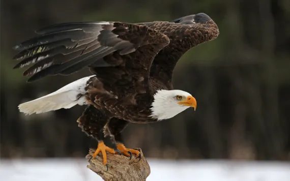 A Bald Eagle (Haliaeetus leucocephalus) taking off.