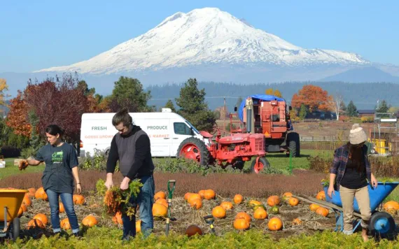 Volunteers help glean produce from a farm in the Columbia River Gorge, which will be distributed to food pantries and community organizations. 