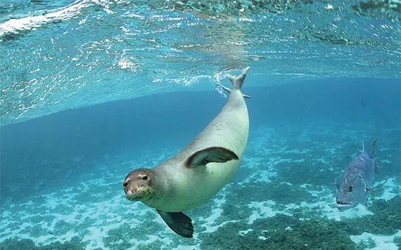 Photo by James Watt/USFWS