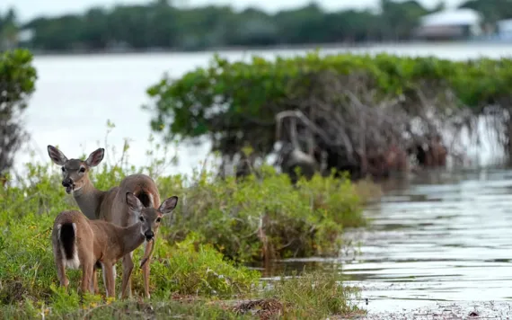 Key Deer, the smallest subspecies of the white-tailed deer that have thrived in the piney and marshy wetlands of the Florida Keys, walk along mangroves, Tuesday, Oct. 15, 2024, in Big Pine Key, Fla. (AP Photo/Lynne Sladky)