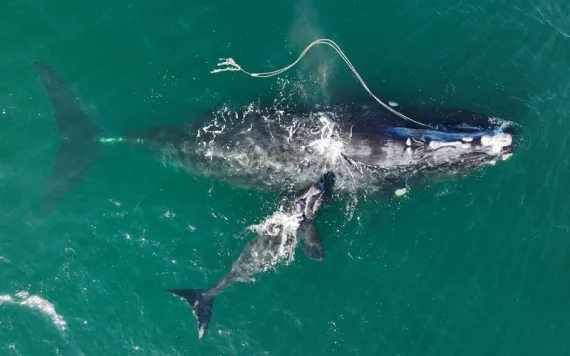 In this photo provided by the Georgia Department of Natural Resources, an endangered North Atlantic right whale entangled in fishing rope is sighted on Dec. 2, 2021, with a newborn calf in waters near Cumberland Island, Ga.