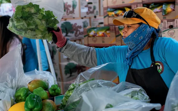 A woman with Alianza Nacional de Campesinas picks up a bag of romaine lettuce.