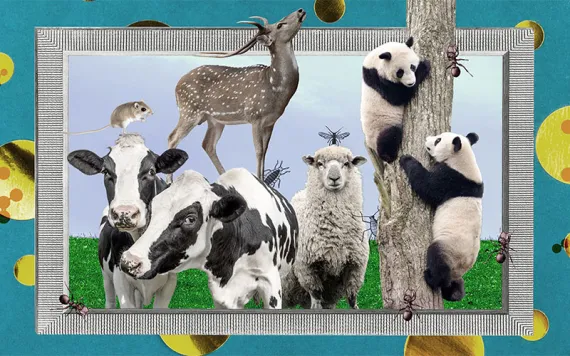 Illustration courtesy of Knowable Magazine