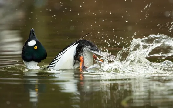 Photo by DamianKuzdak/iStock