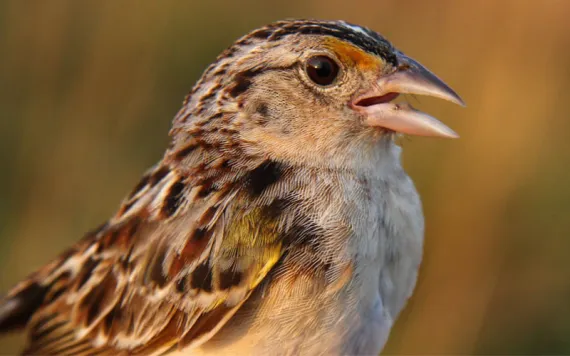 Florida grasshopper sparrow in profile