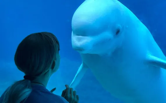 A little girl and a beluga meet eye to eye at a Marineland 