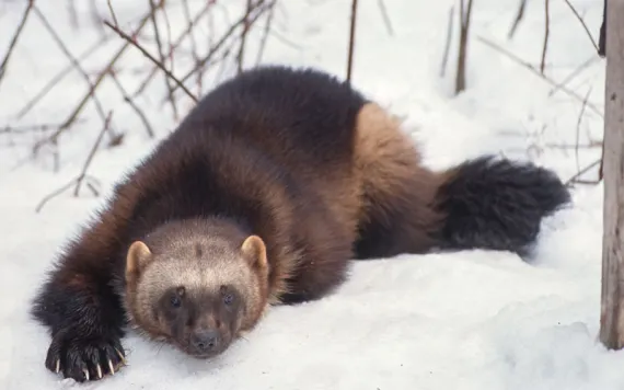 A wolverine lying in the snow facing the camera, looking cute and cuddly in his winter coat. 