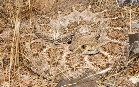 Photo by William Wells