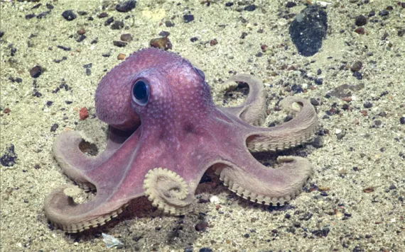 A pink octopus scurries along the seafloor. 