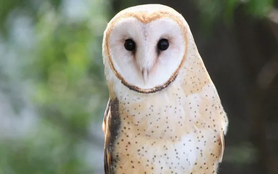 A barn owl looks into the camera