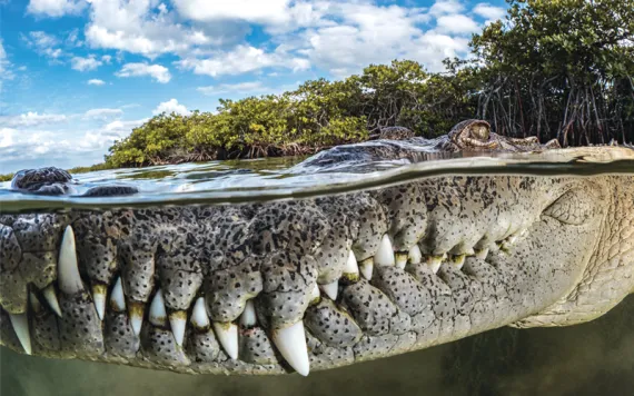 Close-up of an American saltwater crocodile's snout in the water with mangroves behind it in Gardens of the Queen, Cuba.