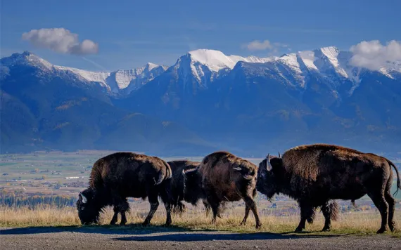 Profiles of three bison grazing next to a road with snowy mountains in the background.