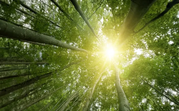 Photo by Alex Cristi/iStock