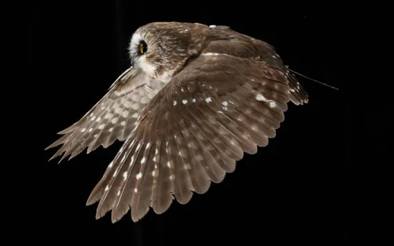 A northern saw-whet owl view from the side flying through a night sky 