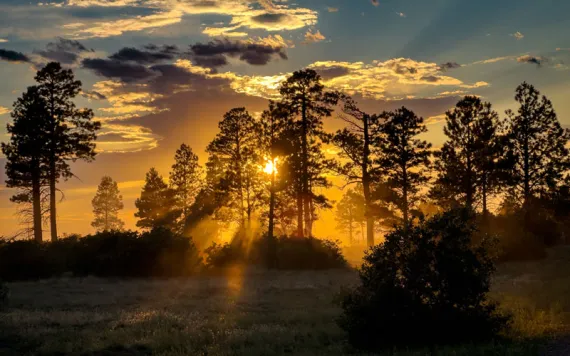 Sun setting in the forest backlighting for a ponderosa sunset.