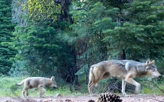 A wolf mother and her two pups caught walking along a path on a trail cam