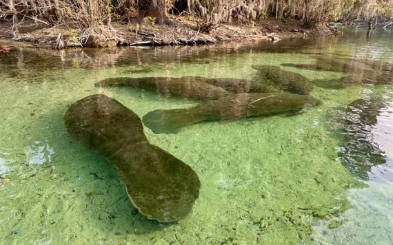 Manatees idling in the glass-clear waters of Blue Spring State Park.